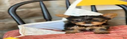 Yorkshire Terrier dogs for sale: Bettie - Ad 4