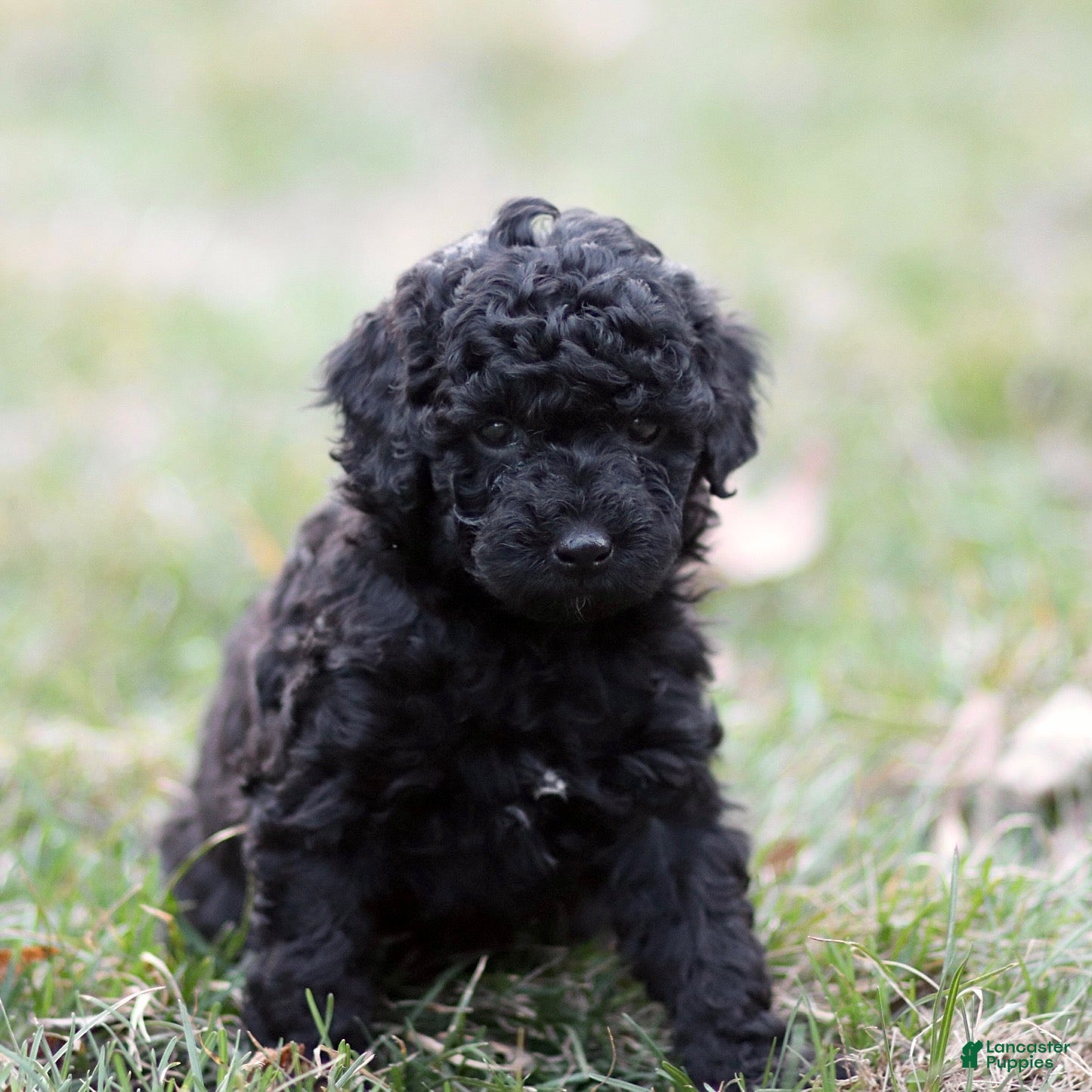 Mini Goldendoodle dogs Chloe - Ad 1