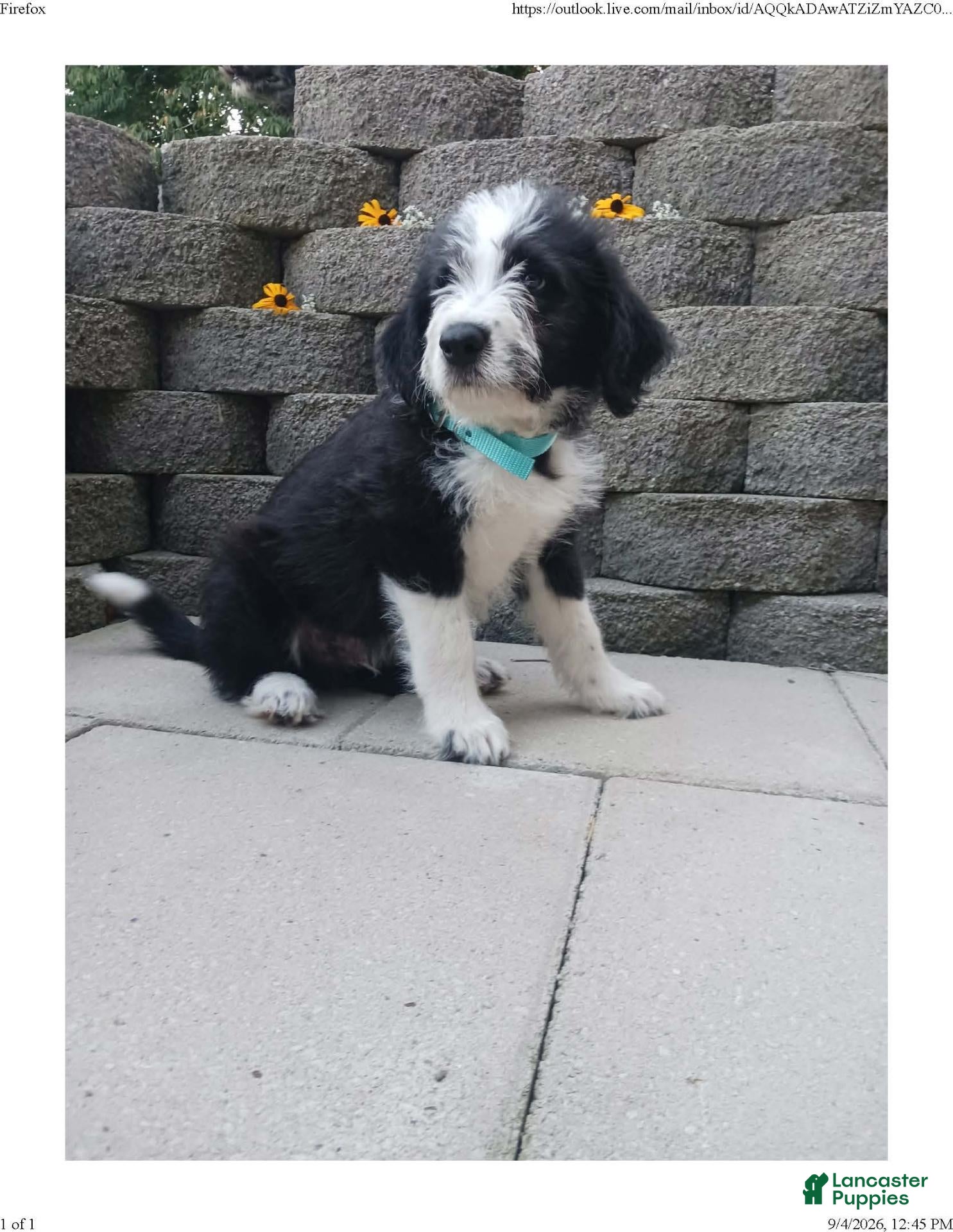 Mixed Breed dogs Moose - Ad 2
