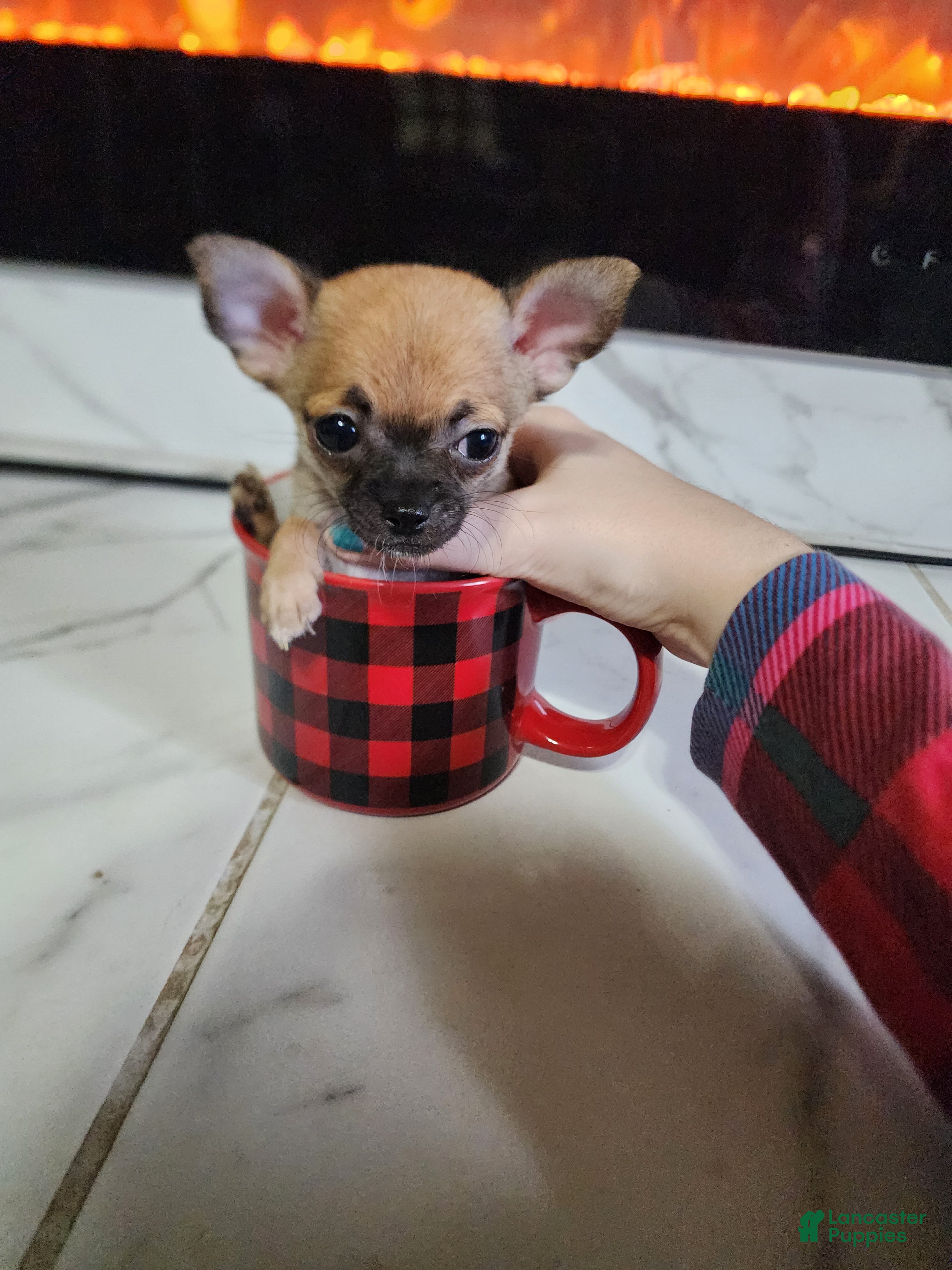 Chihuahua dogs Chihuahua 3 - Ad 1