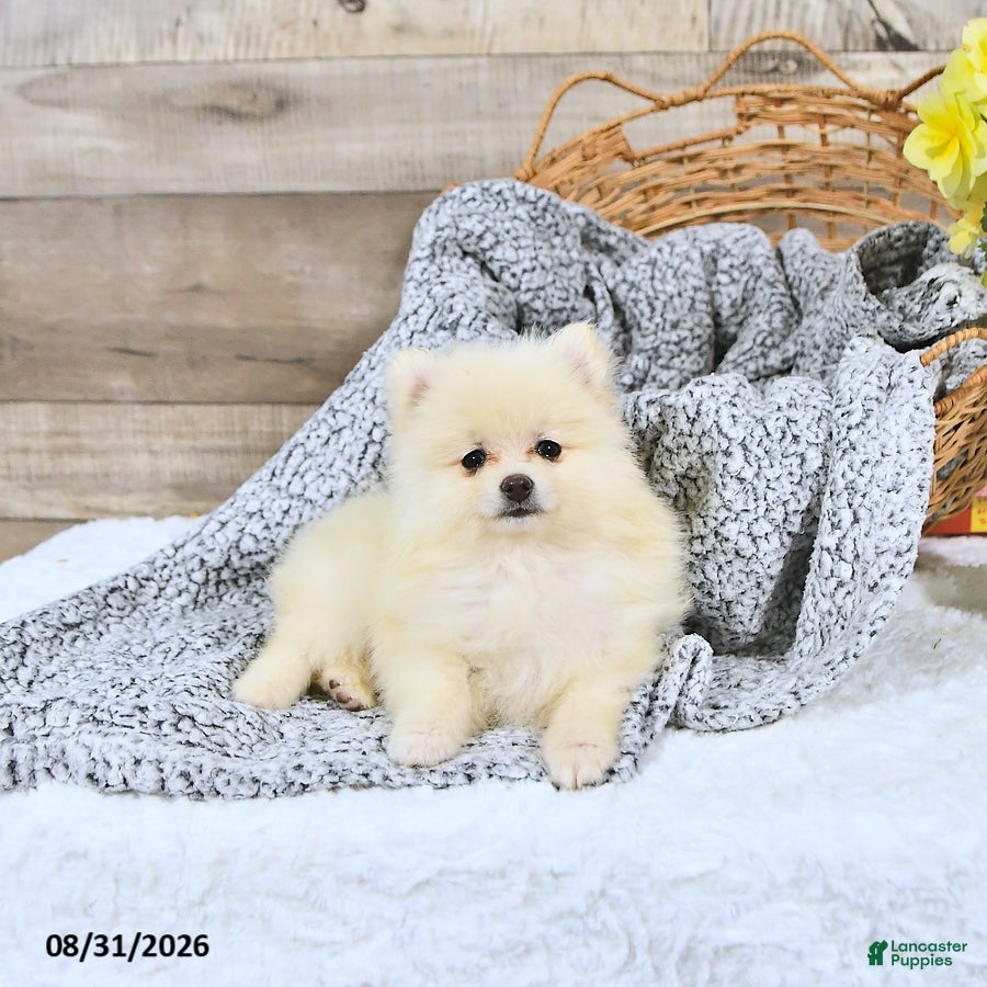 Pomeranian dogs Logan - Ad 2