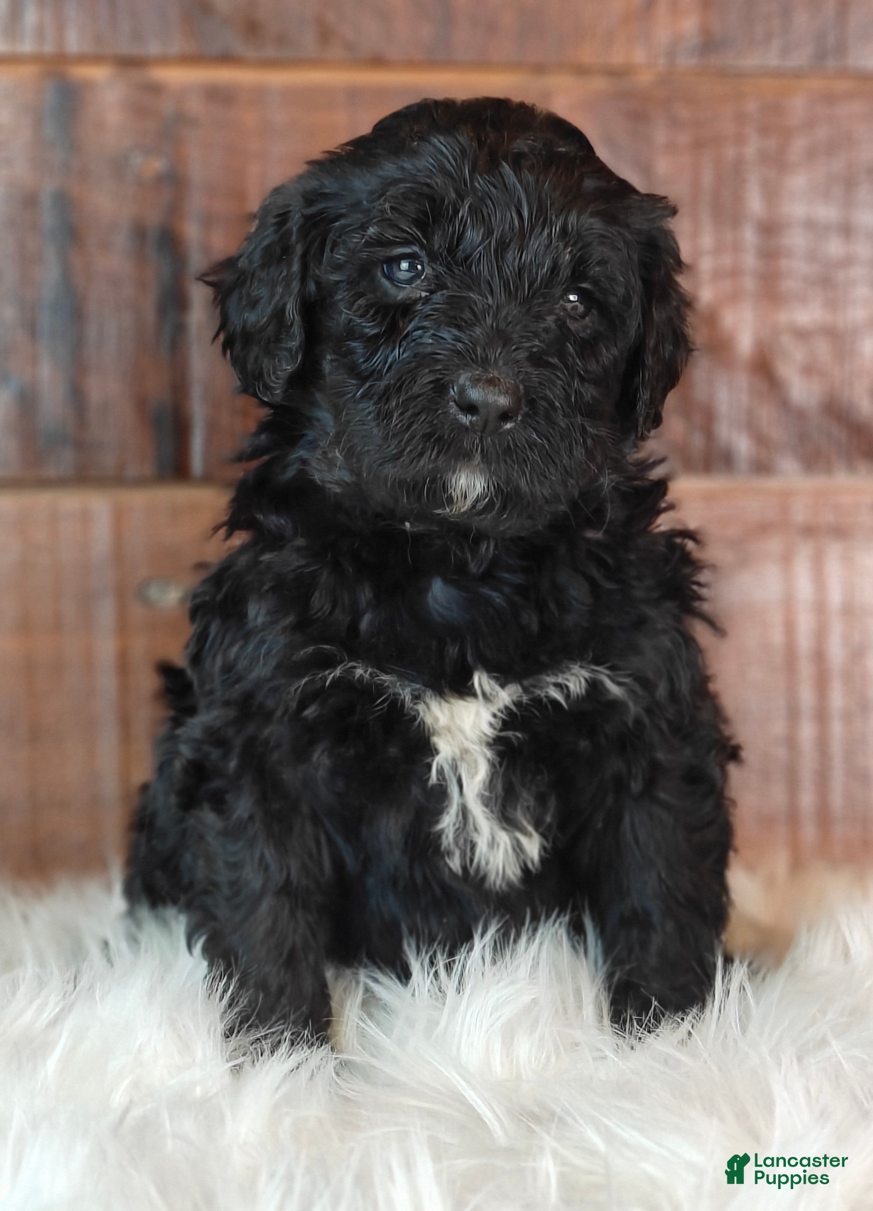 Bernedoodle dogs Cinder - Ad 2