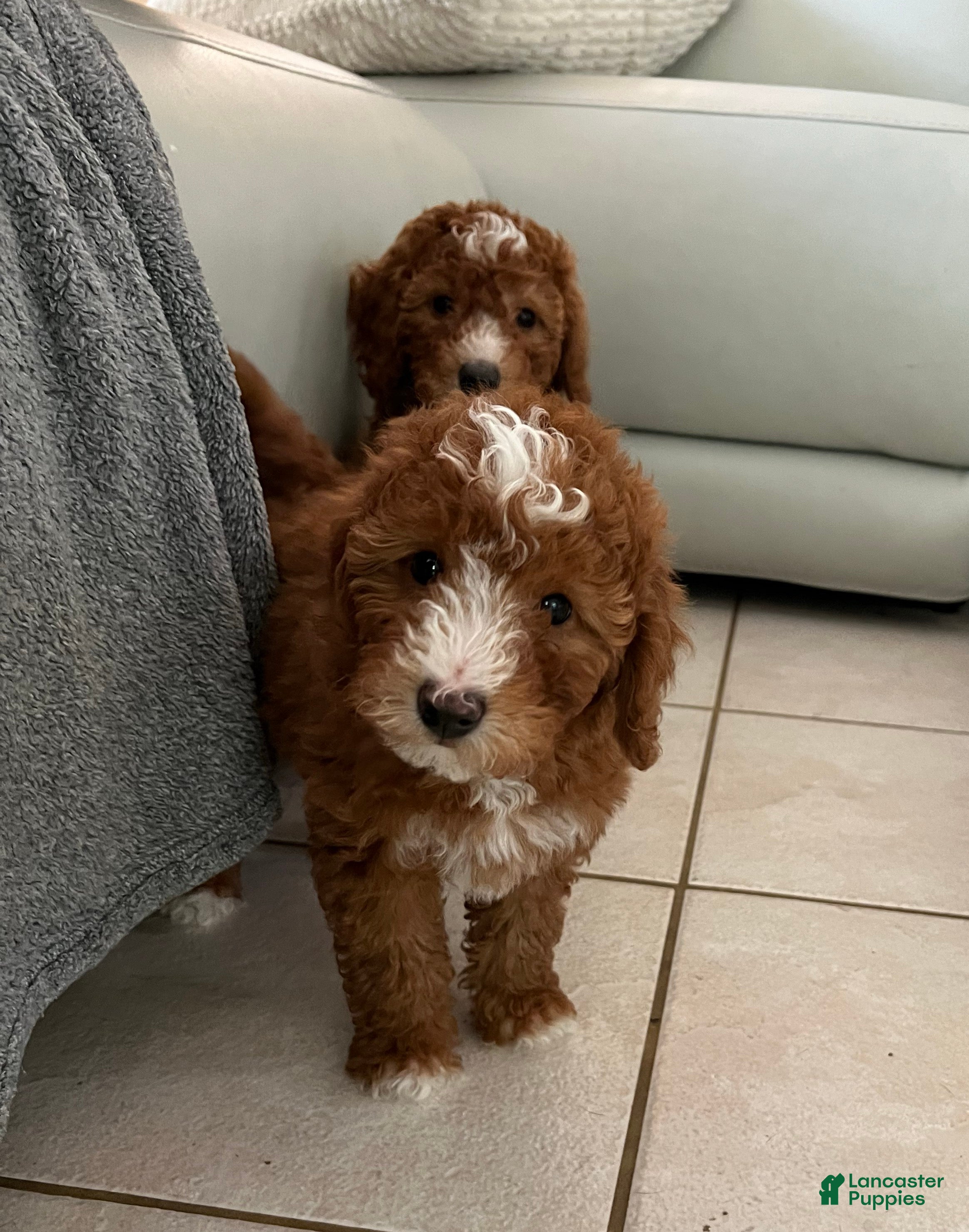 Mini Goldendoodle dogs Mini Goldendoodle Puppy 1 - Ad 1
