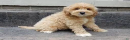 Cavapoo dogs for sale: Benji - Ad 5