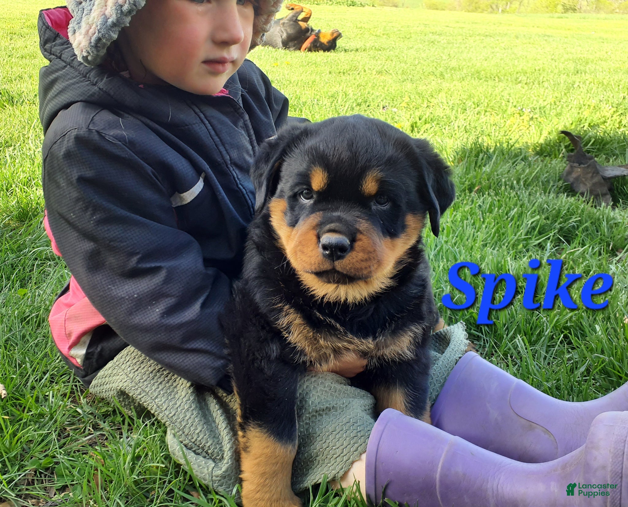 Rottweiler dogs AKC Spike - Ad 1