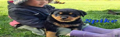 AKC Spike 