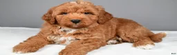 Mini Goldendoodle dogs for sale: Brady - Ad 8