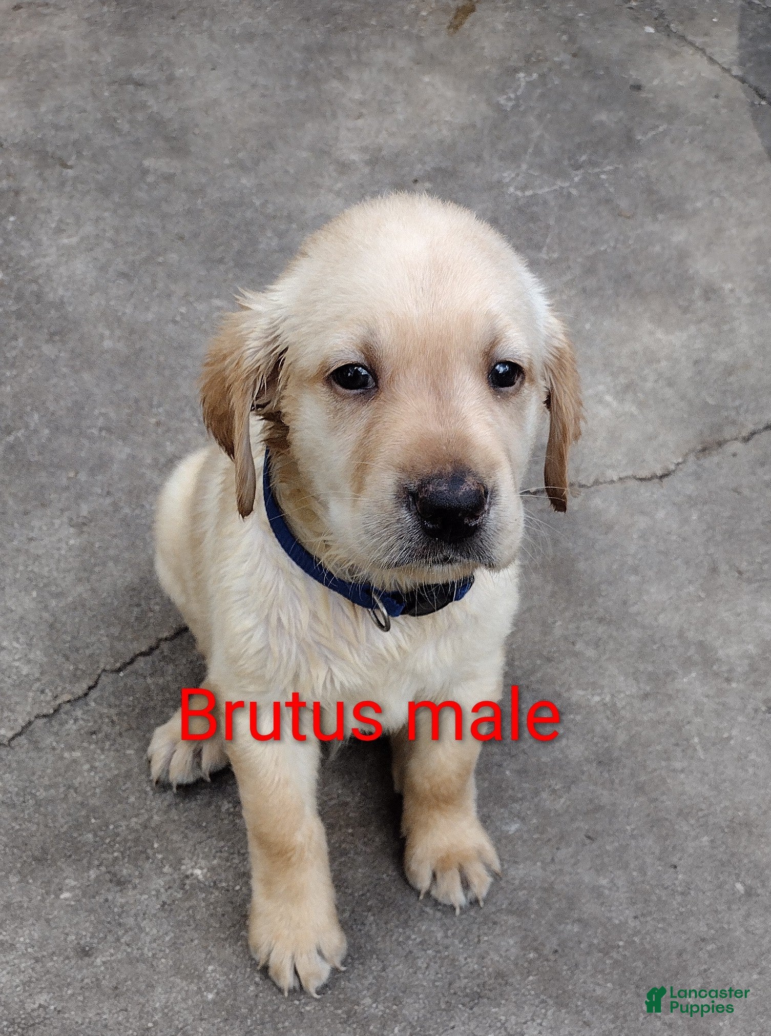 Labrador Retriever dogs Labrador Retriever Puppy 5 - Ad 2