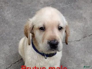 Labrador Retriever dogs Labrador Retriever Puppy 5 - Ad 2