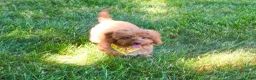Cavapoo dogs for sale: Valentino  - Ad 7