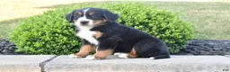 Bernese Mountain Dog dogs for sale: Toby - Ad 2