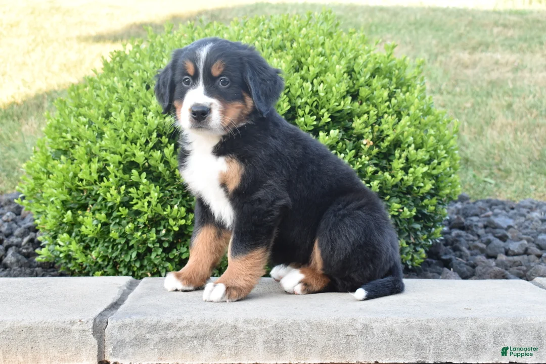 Bernese Mountain Dog dogs for sale: Toby - Ad 2