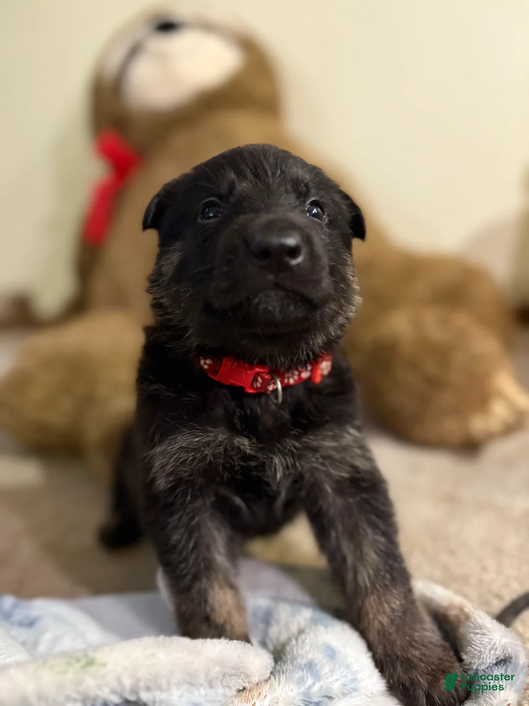German Shepherd dogs for sale: Red collar boy - Ad 1