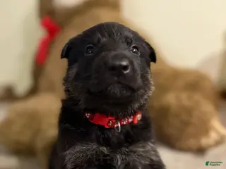 German Shepherd dogs Red collar boy - Ad 27