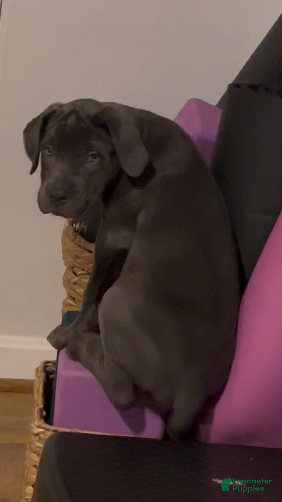 Cane Corso dogs for sale: Diesel - Ad 3