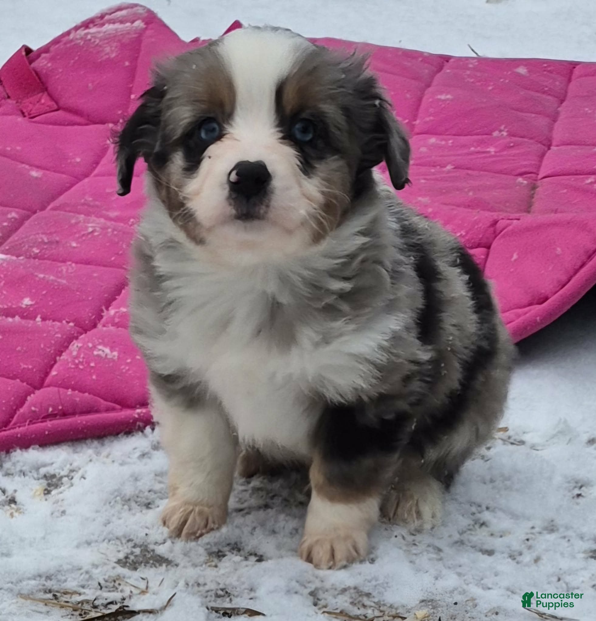 Toy Australian Shepherd dogs Toy Australian Shepherd Puppy 2 - Ad 13