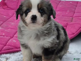 Toy Australian Shepherd dogs Toy Australian Shepherd Puppy 2 - Ad 1