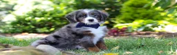 Mini Bernedoodle dogs for sale: Easton - Ad 5