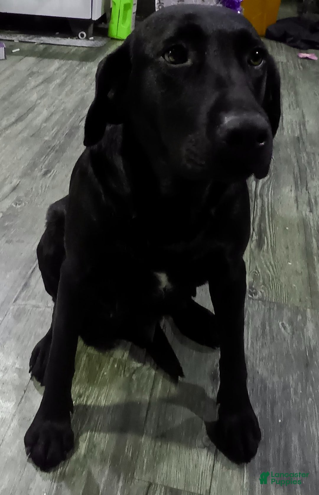 Labrador Retriever dogs for sale: Labrador Retriever Puppy 3 - Ad 2