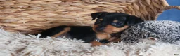 Miniature Pinscher dogs for sale: ARCHIE - Ad 5