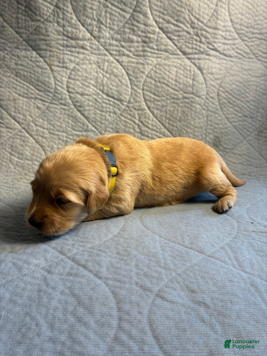 Golden Retriever dogs for sale: 6# Ace - Ad 1