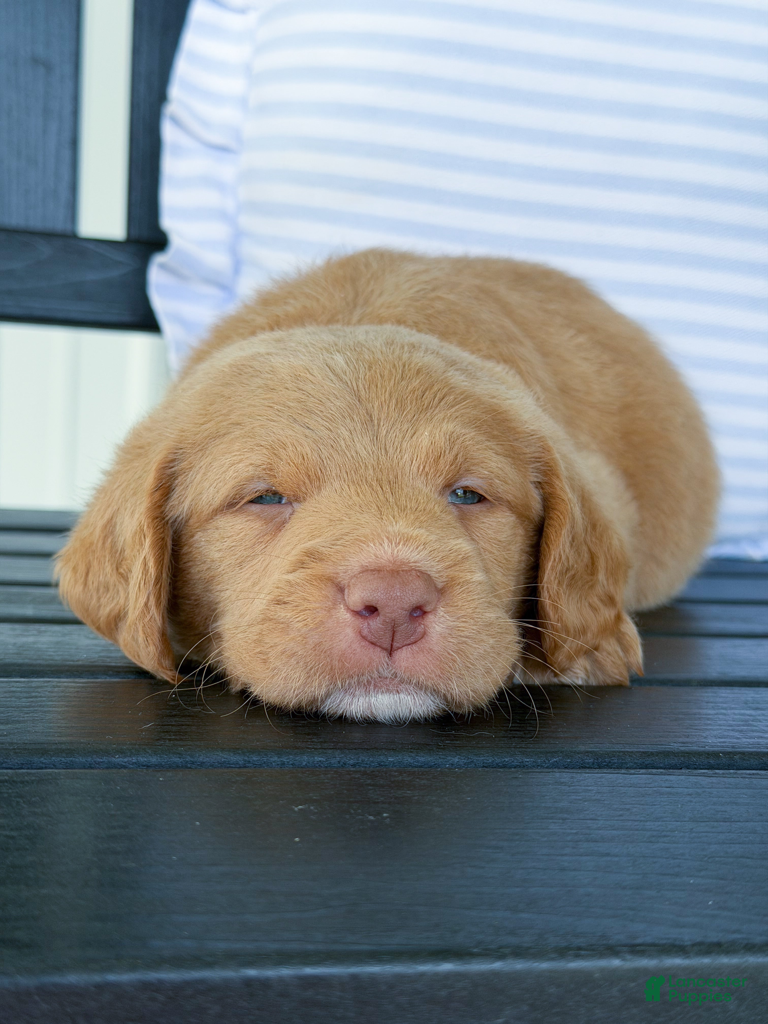 Labradoodle dogs Ollie - Ad 2