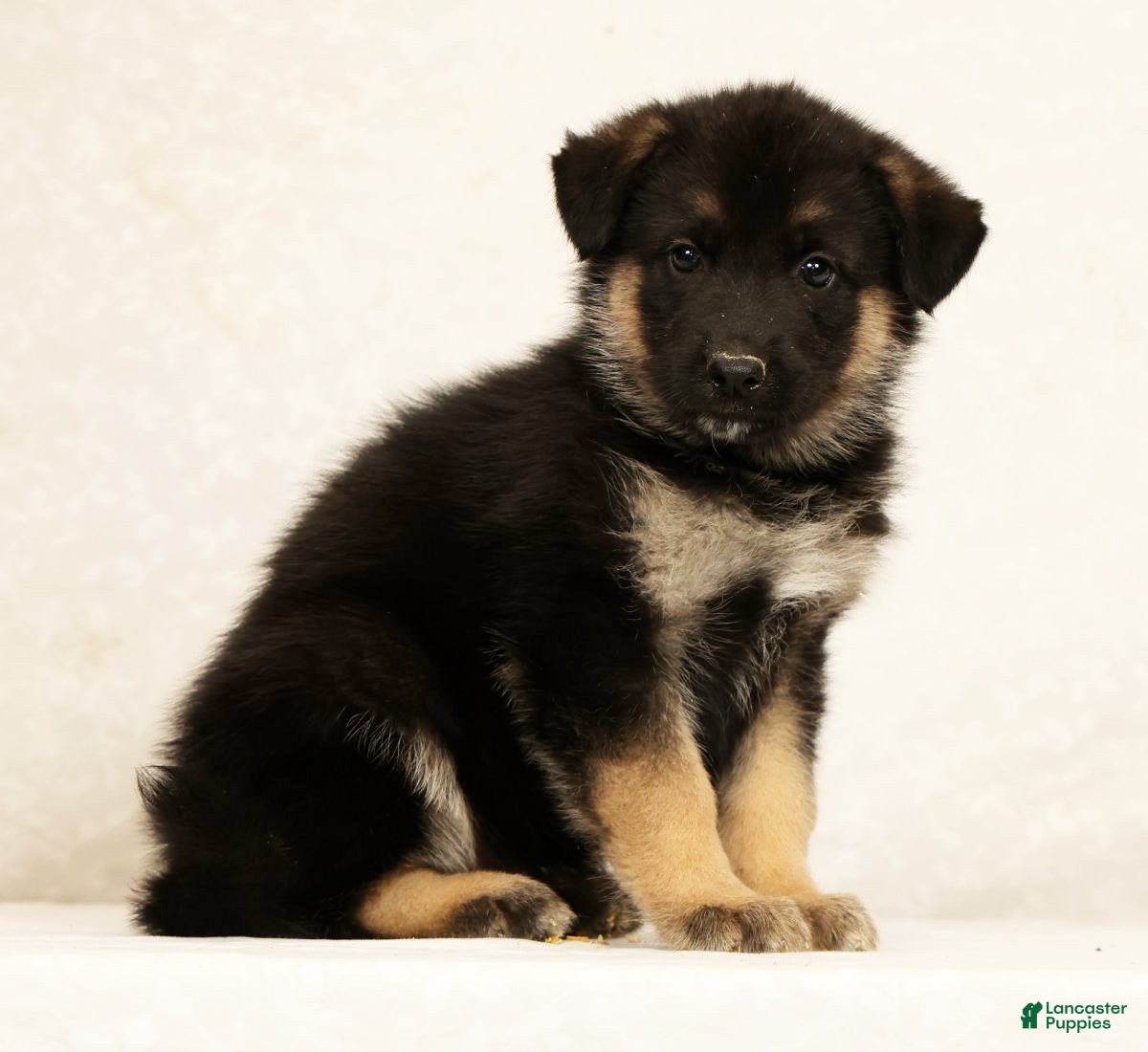 Gerberian Shepsky dogs Jake - Ad 2