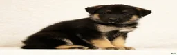 Gerberian Shepsky dogs for sale: Jake - Ad 2