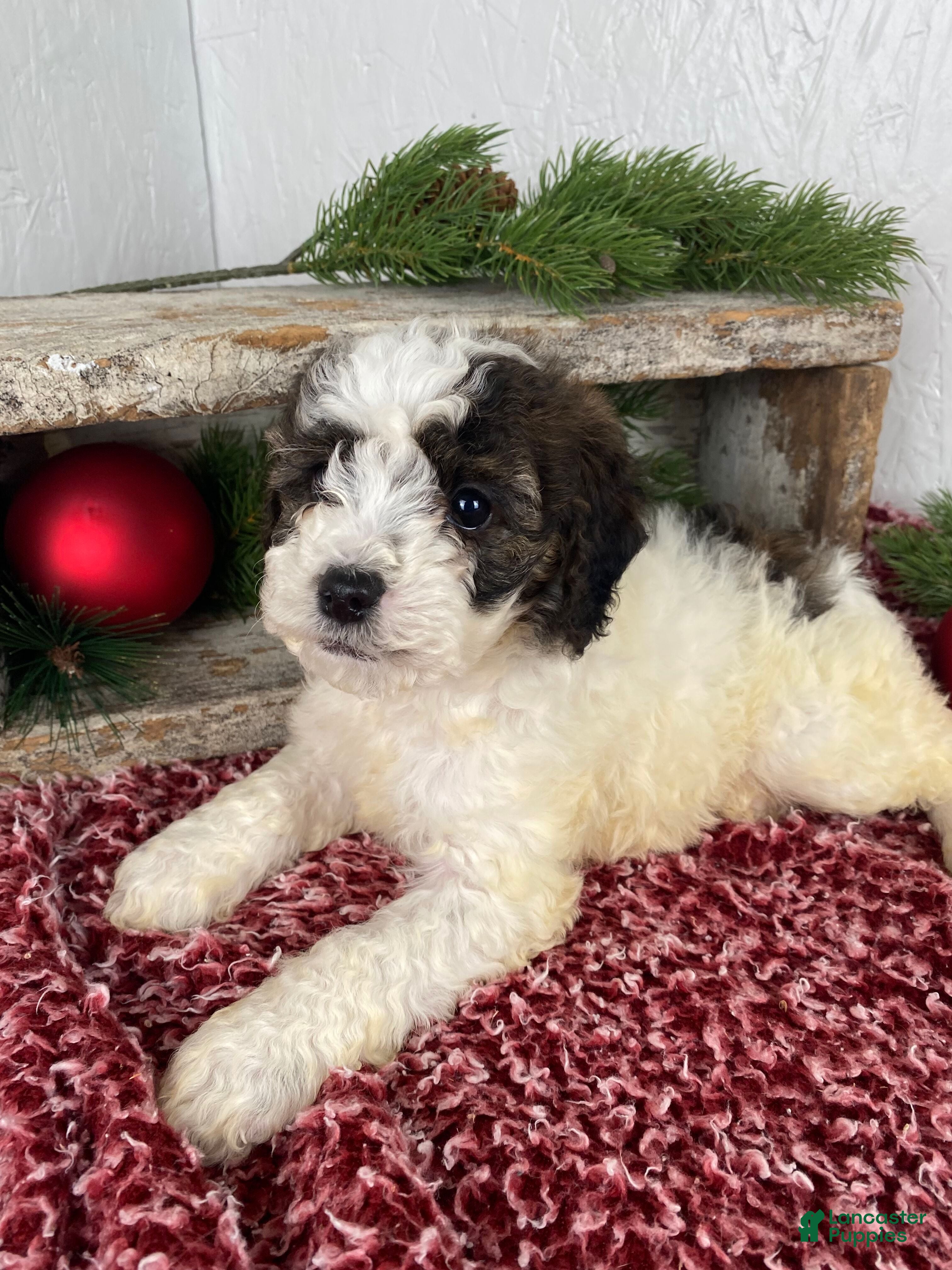 Cockapoo dogs Hunter - Ad 30