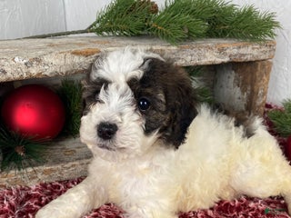 Cockapoo dogs Hunter - Ad 9