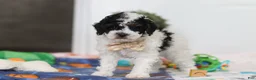 Miniature Poodle dogs for sale: Crue - Ad 4