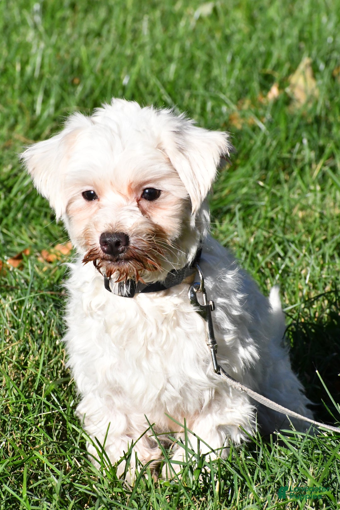 Maltese dogs for sale: Molly - Ad 8