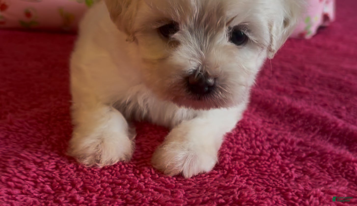 Shorkie dogs Shorkie Puppy 1 - Ad 13
