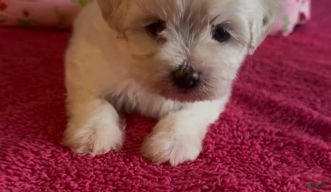 Shorkie dogs for sale: Shorkie Puppy 1 - Ad 1