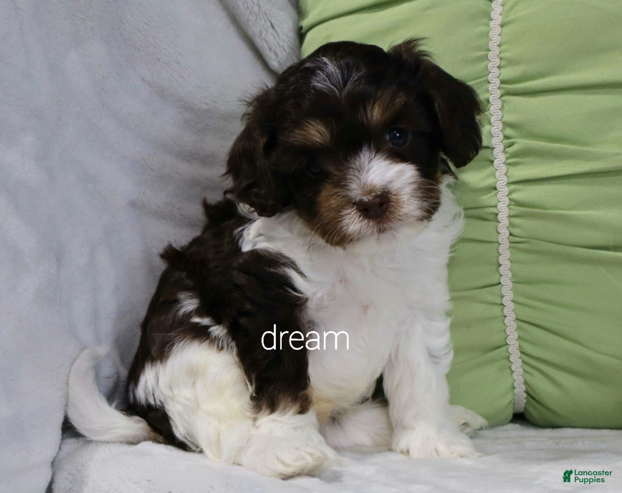 Cavapoo dogs for sale: Echo - Ad 4