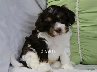 Cavapoo dogs for sale: Echo - Ad 4