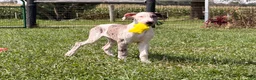 Great Dane dogs for sale: Patches Great Dane  - Ad 6