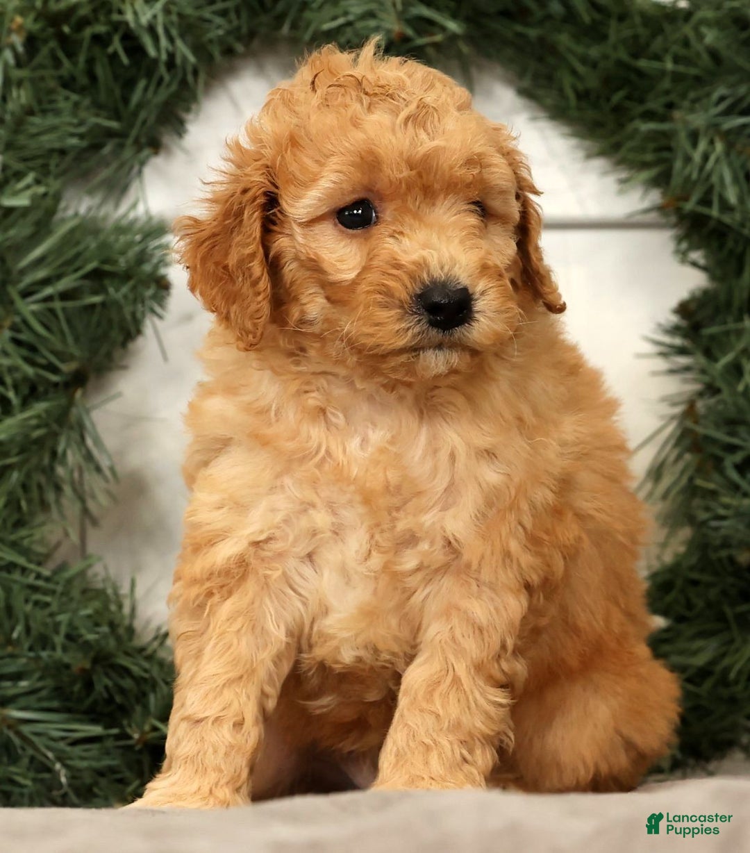 Mini Goldendoodle dogs for sale: Star - Ad 3