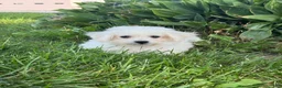 Bichpoo dogs for sale: Bear  - Ad 3