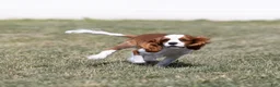 Cavalier King Charles Spaniel dogs for sale: Copper  - Ad 3