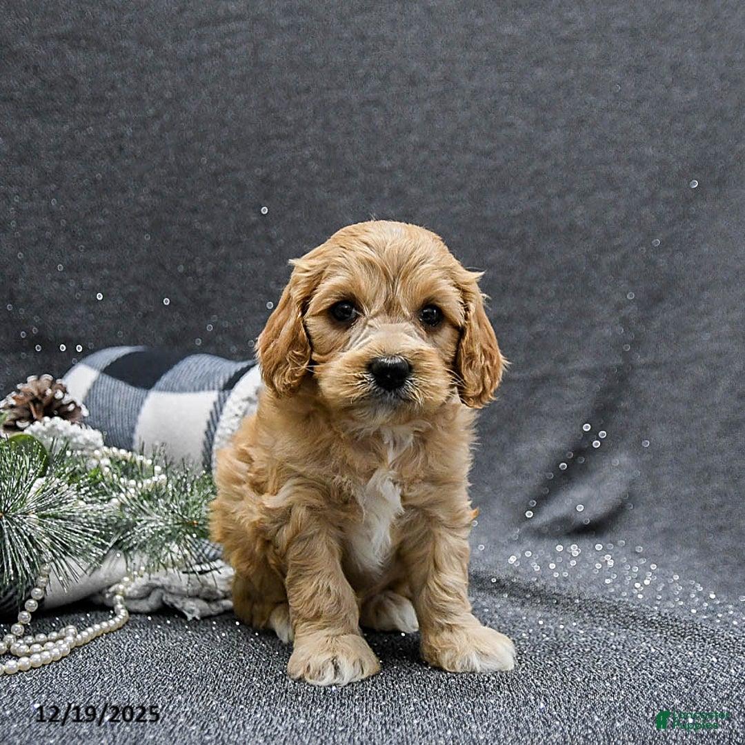 Cavapoo dogs for sale: Patches - Ad 3