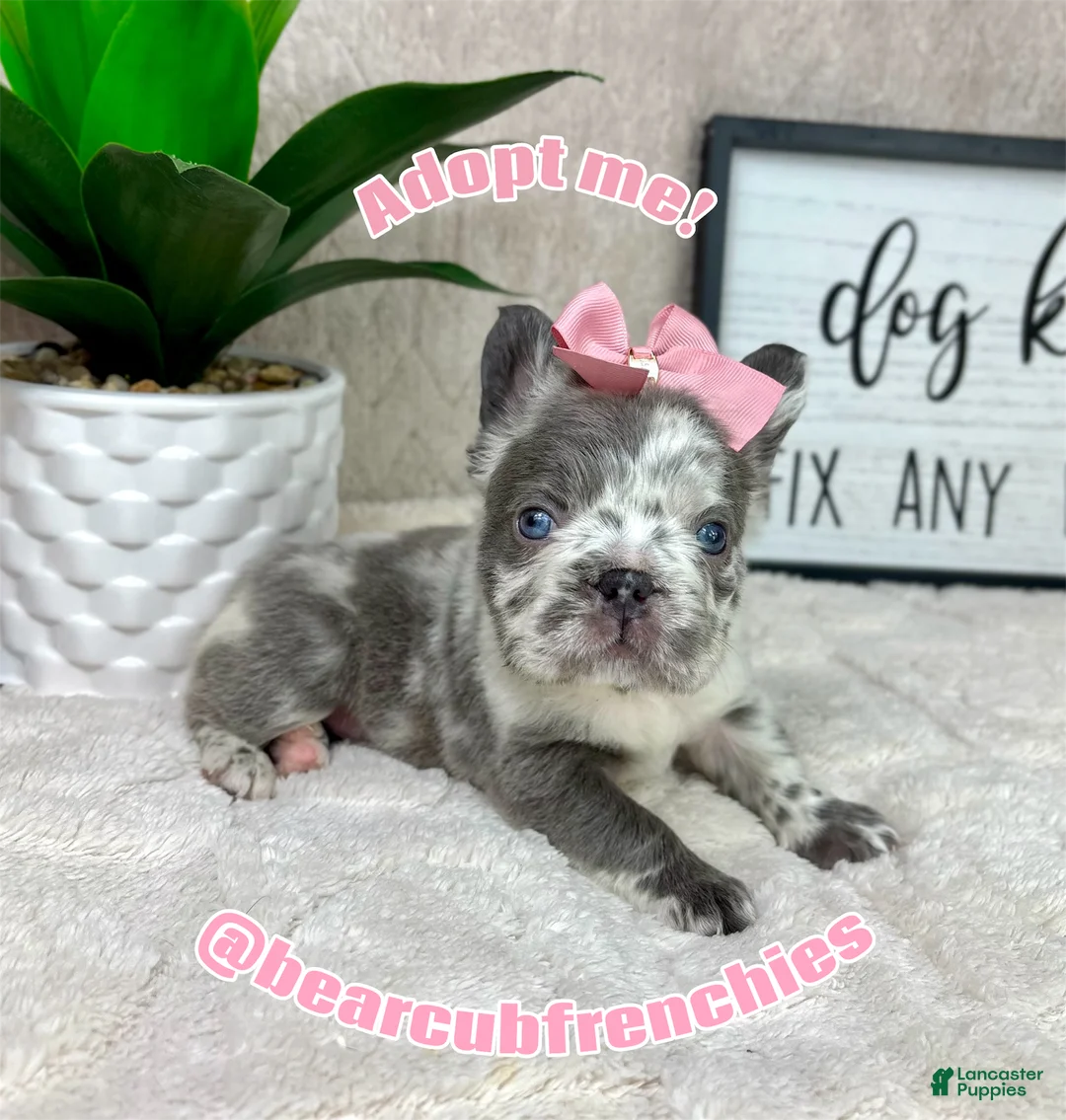 French Bulldog dogs for sale: Merle female - Ad 2