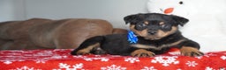 Rottweiler dogs for sale: Gunner - Ad 6