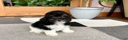 Mixed Breed dogs for sale: Maltipoo/Havanese boy 1 - Ad 10