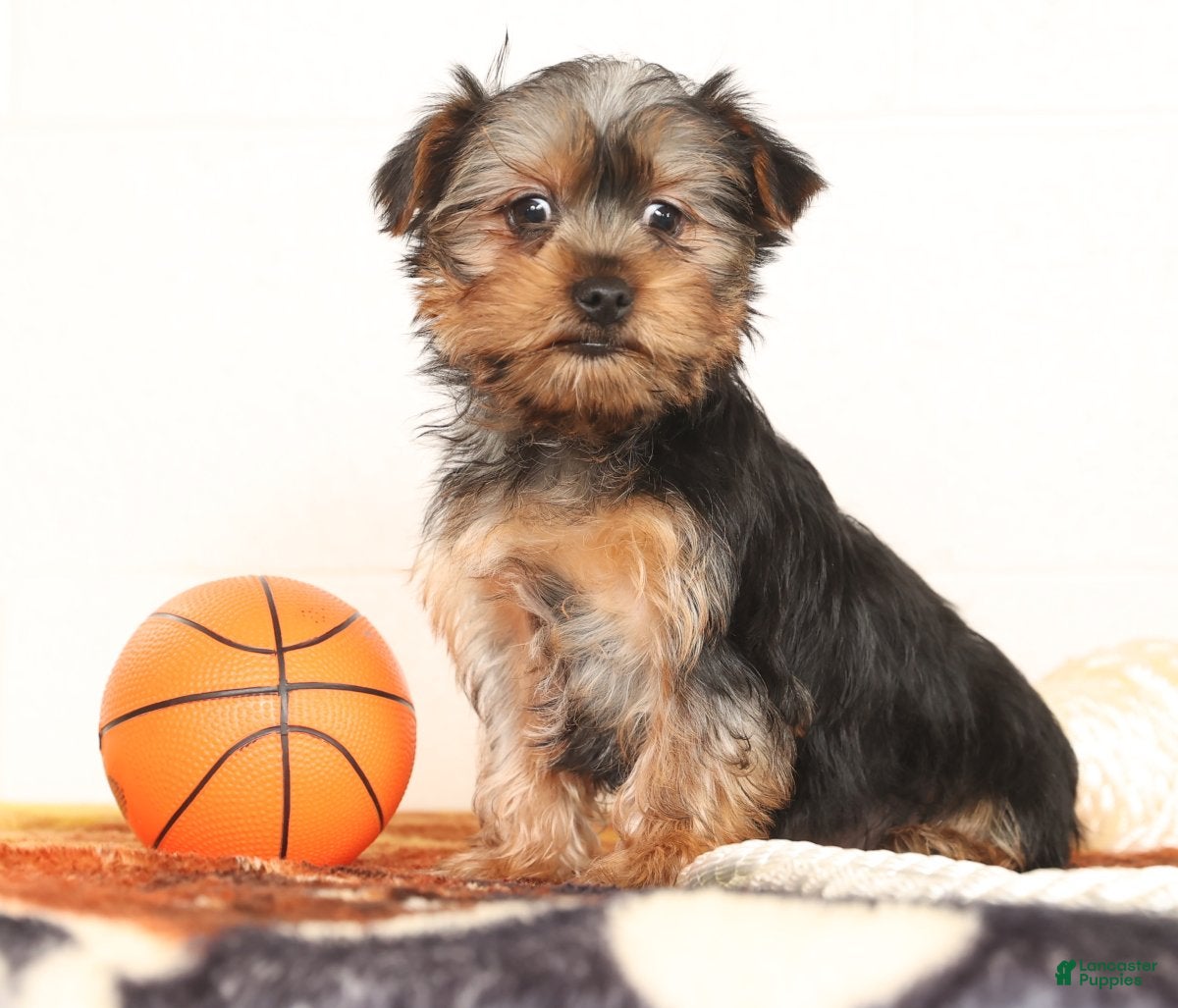 Yorkshire Terrier dogs Bowie - Ad 3