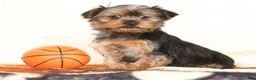 Yorkshire Terrier dogs for sale: Bowie - Ad 1