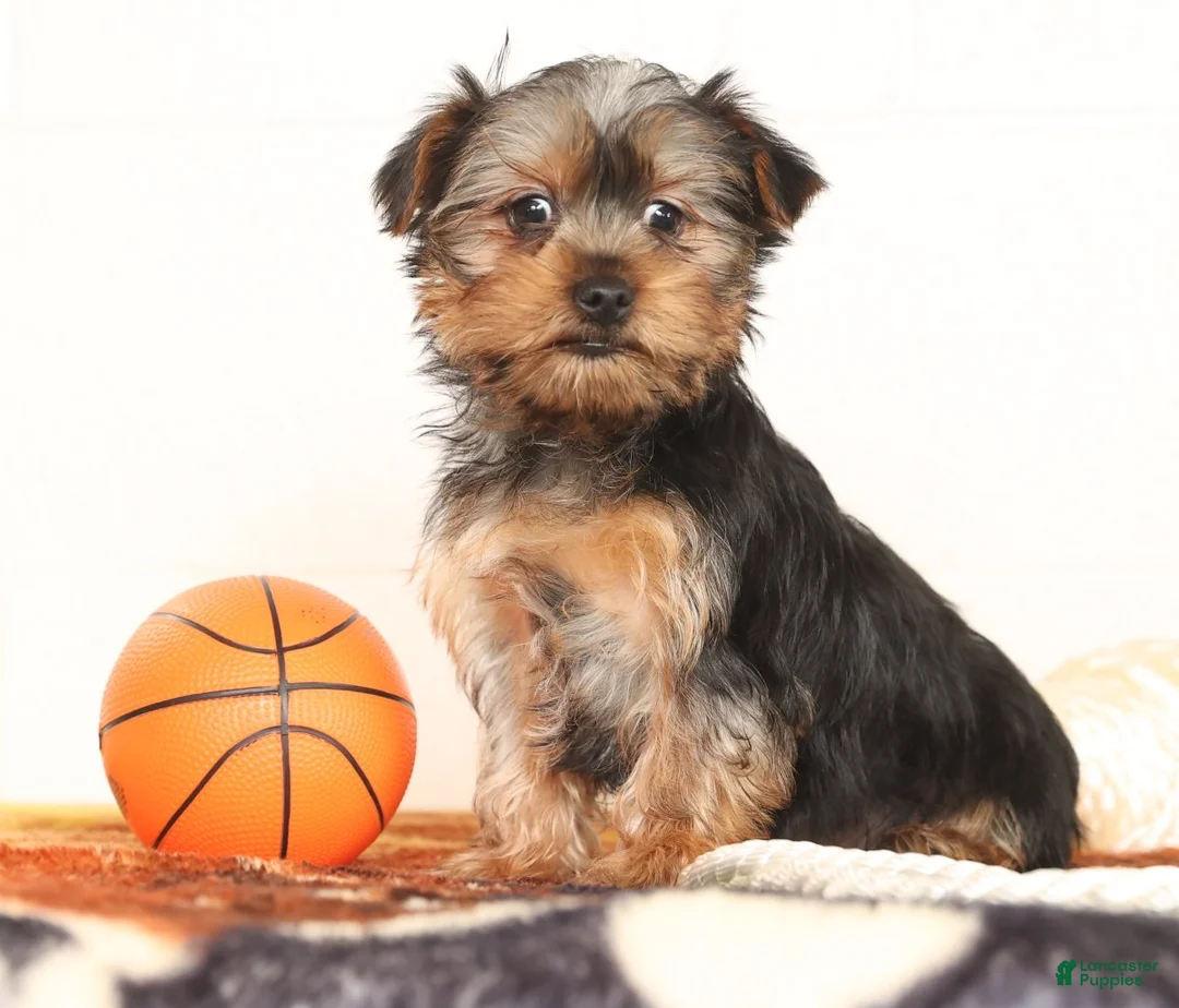 Yorkshire Terrier dogs for sale: Bowie - Ad 1