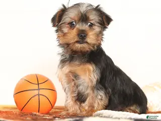 Yorkshire Terrier dogs Bowie - Ad 3