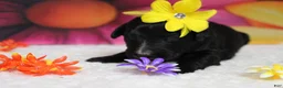 Bernedoodle dogs for sale: Raveena  - Ad 7