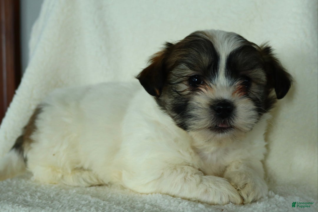 Teddy Bear dogs for sale: Russell - Ad 4